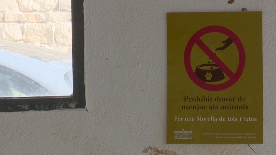 L’Ajuntament de Morella demana no alimentar animals al carrer