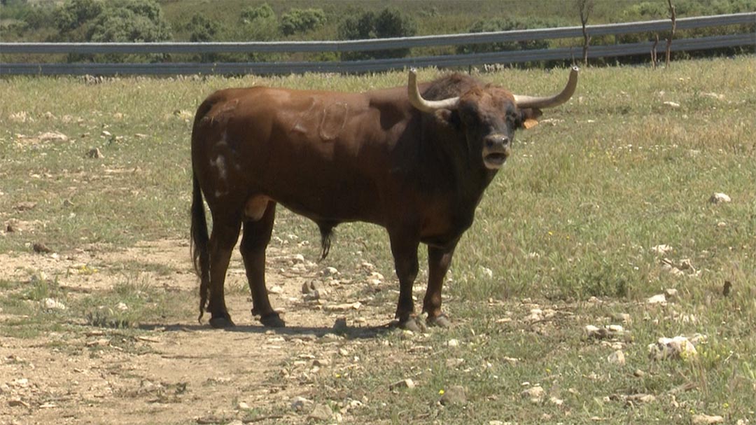 La ramaderia de Sergio Centelles es prepara per a l’estiu en què tornen els bous
