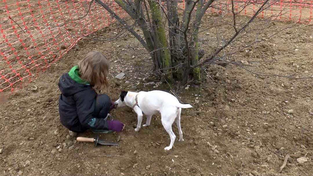 Leticia Carceller i Deni Sànchez triomfen al concurs de gossos cercadors de trufa