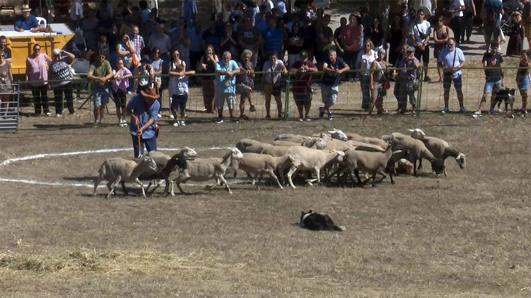Ismael Boix guanya el concurs de gossos de la Fira amb un complicat ramat d’ovelles