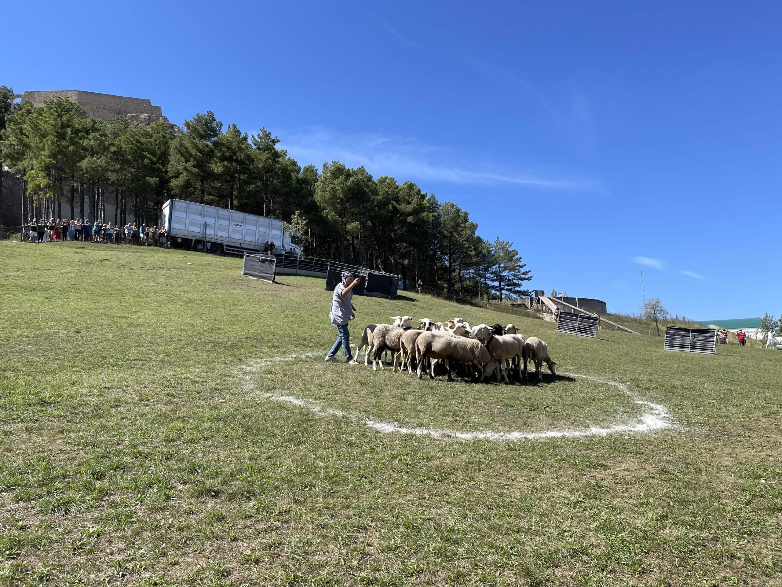 Juli Bayot guanya el concurs de gossos pastors de Morella