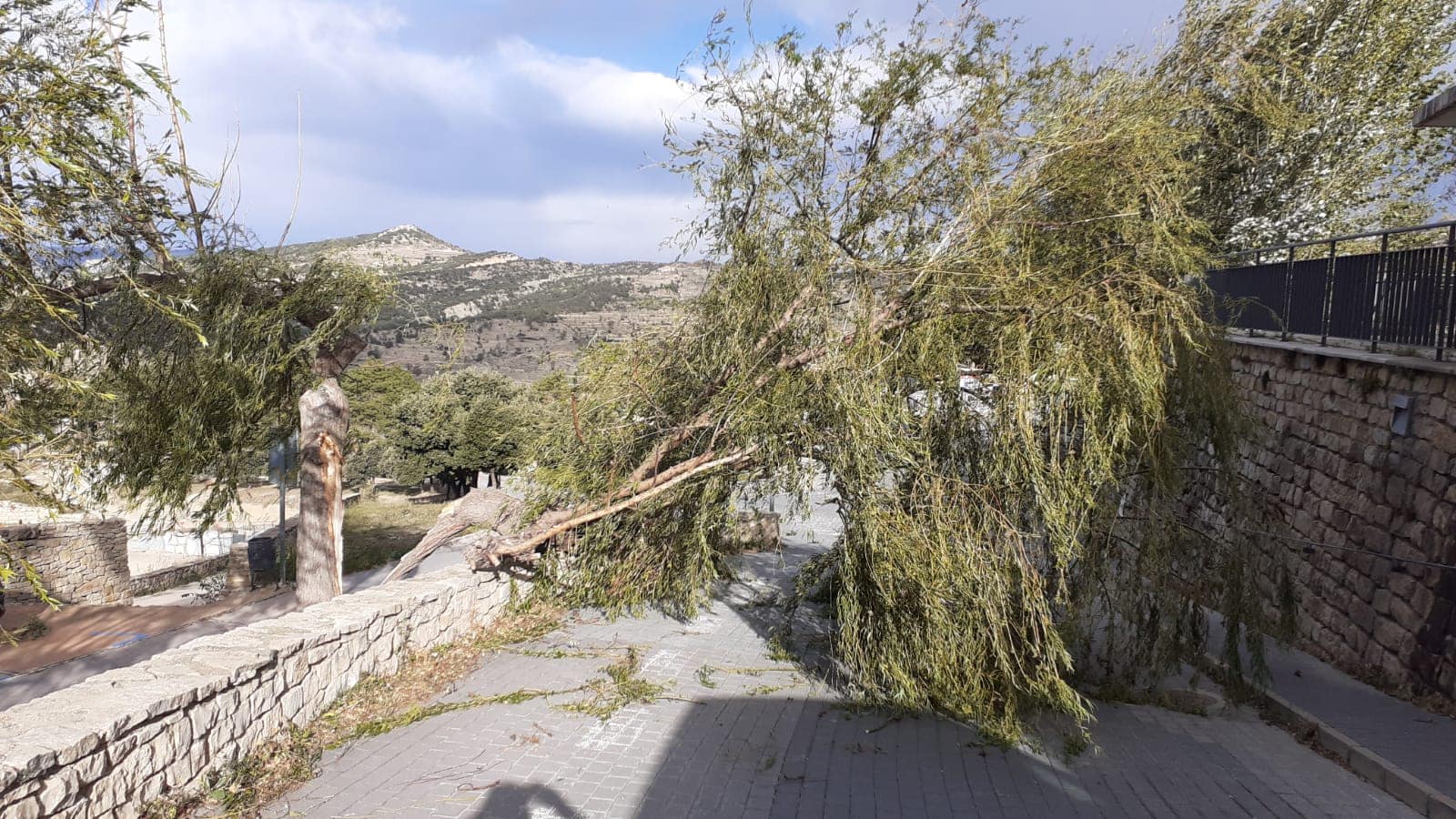 El fort vent trenca un arbre a l’Alameda de Morella