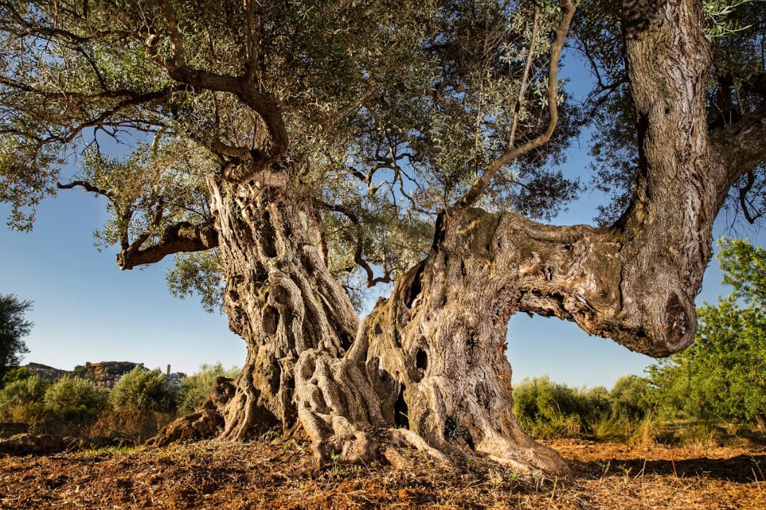 La millor olivera mil·lenària està al Territori Sénia